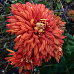2 Mums Plants Live, Dark Orange Chrysanthemum Plants Live, 5 to 7 Inc Long, No Potted, Mum Live Plant