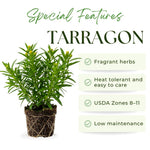 Pack of 2 Mexican Tarragon Plants, Tarragon Plant Live, 4-6 Inc Tall, Culinary Herb for Herb Gardens, Containers and Landscapes