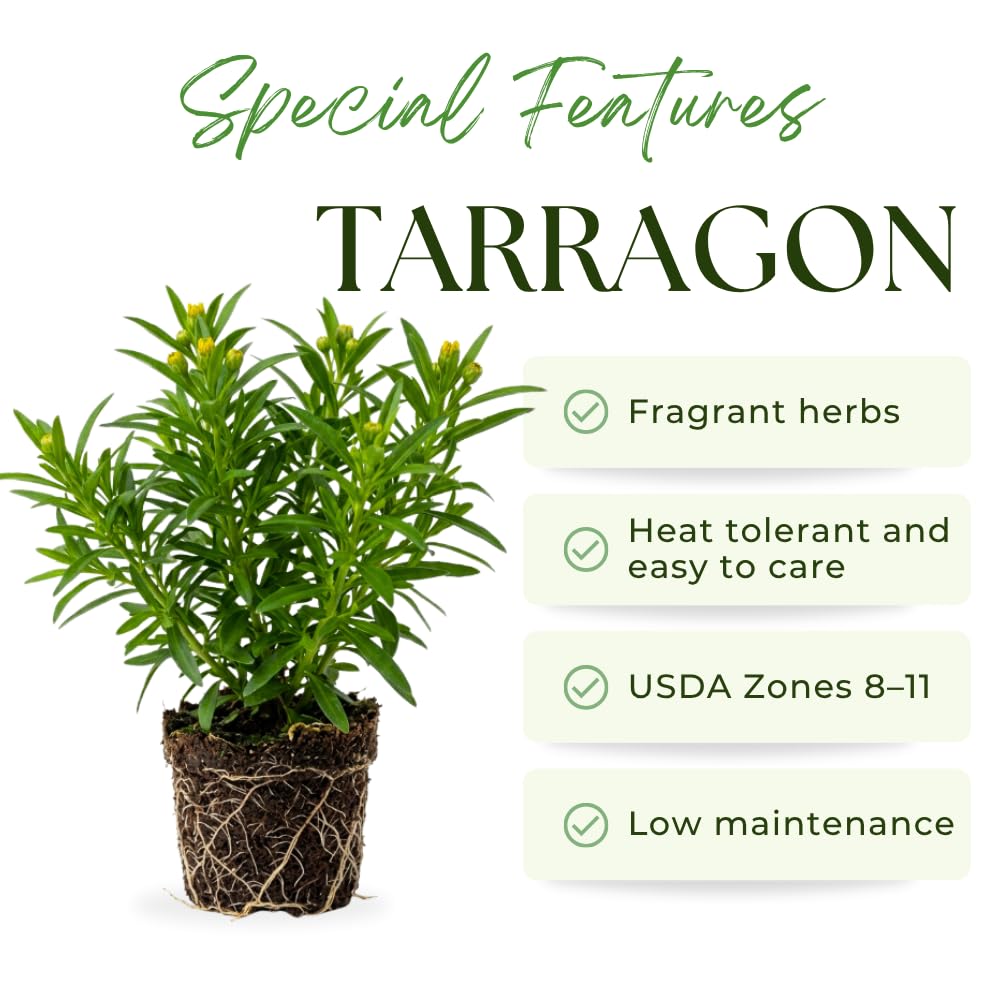 Pack of 2 Mexican Tarragon Plants, Tarragon Plant Live, 4-6 Inc Tall, Culinary Herb for Herb Gardens, Containers and Landscapes
