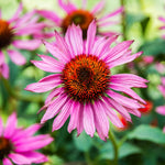 Set 3 Purple Coneflower Echinacea Plants Rooted, 3 to 5 Inch, Perennial Flower Outdoor Garden