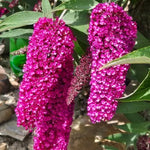 AVERAR 3 Buddleia Butterfly Bush Live Plant Ready to Plant Outdoor, Raspberry Blooms, Starter 5 to 9 Inches Tall, Cold Hardy and Fragrant, Zones 5-9