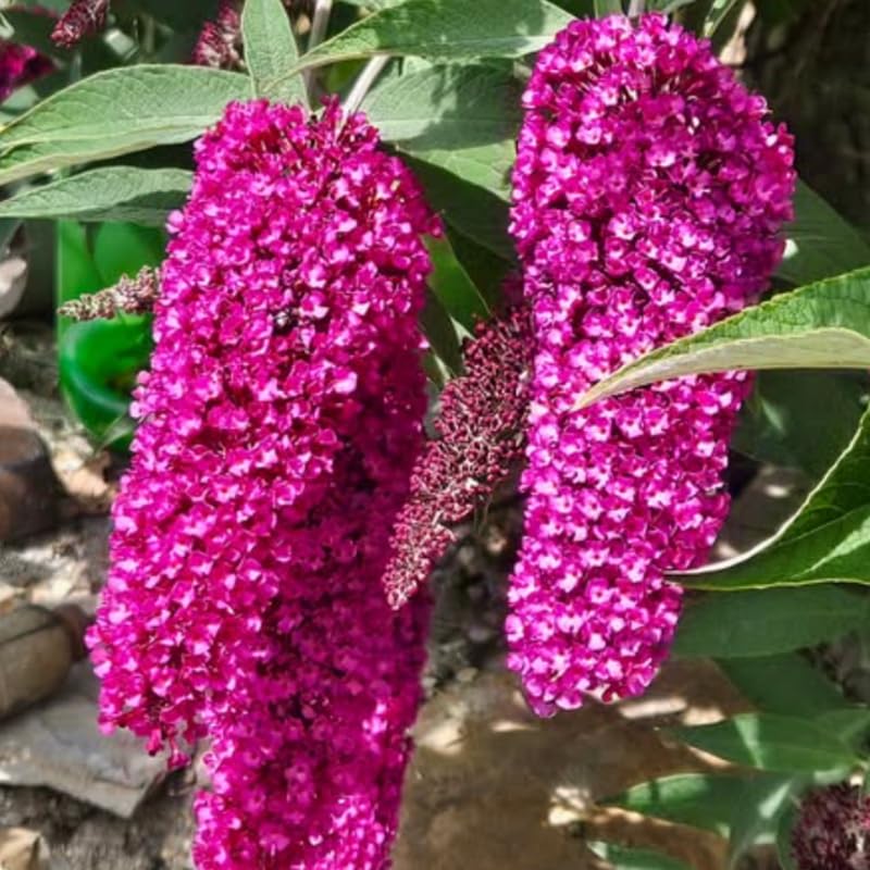 AVERAR 3 Buddleia Butterfly Bush Live Plant Ready to Plant Outdoor, Raspberry Blooms, Starter 5 to 9 Inches Tall, Cold Hardy and Fragrant, Zones 5-9