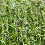 Thyme Live Plant 4 Inch Tall, Fragrant Green Tree, Herb Plant for Indoor or Outdoor Growing (French Thyme)