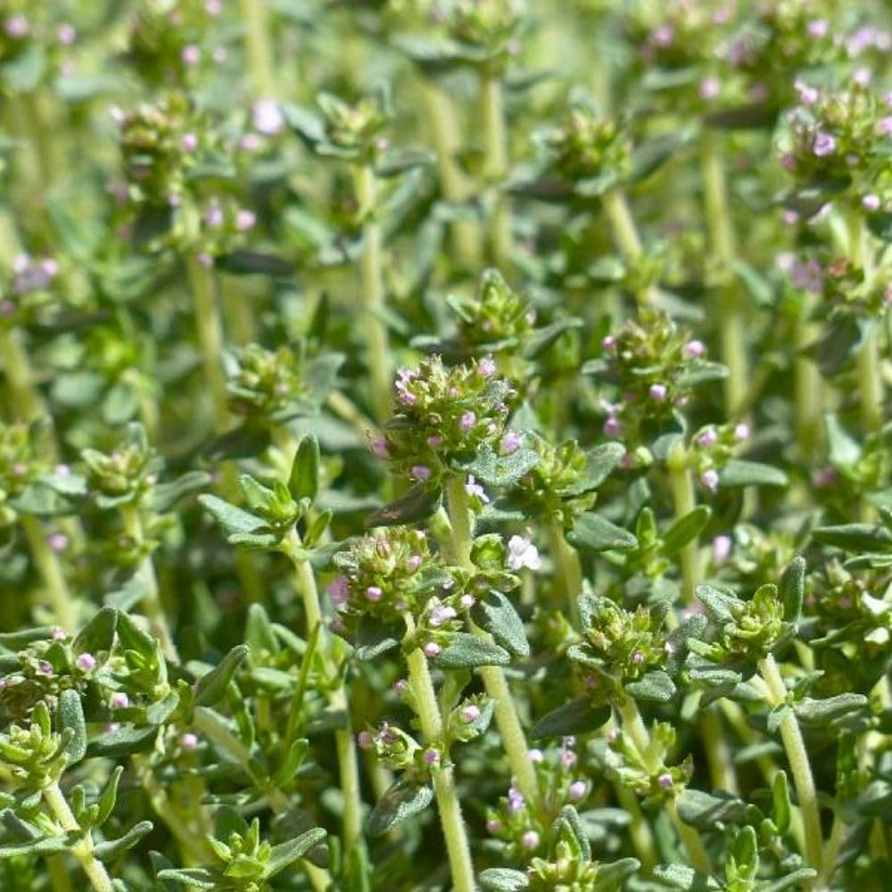Thyme Live Plant 4 Inch Tall, Fragrant Green Tree, Herb Plant for Indoor or Outdoor Growing (French Thyme)