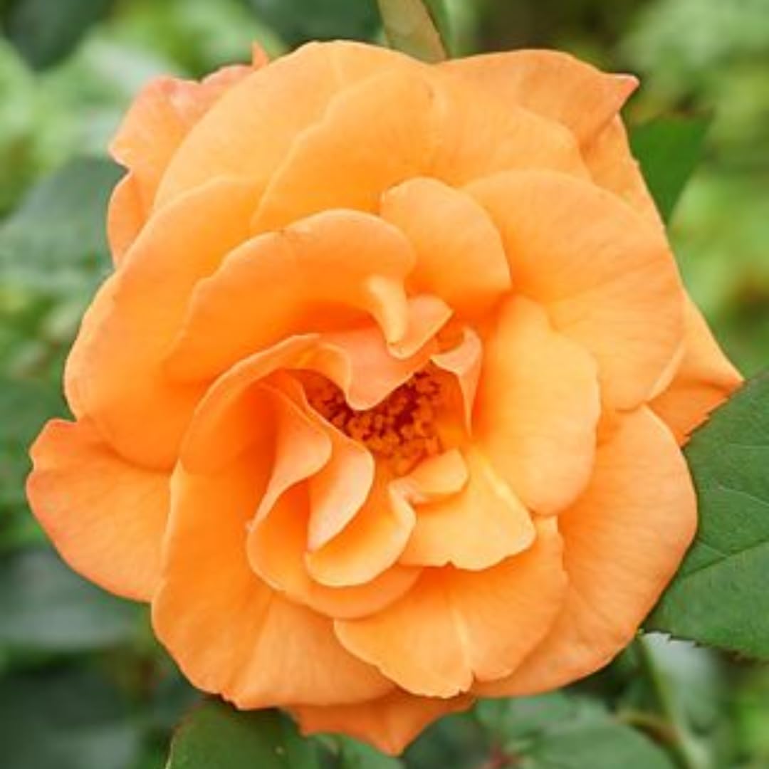 Rose Live Plant, Rose Bush Ready to Plant Well Rooted 5-9 Inch Tall, Heirloom Rose Flowers, No Pot (Rosa Delight Orange Rose)