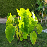 Colocasia Esculenta, Colocasia Live Plant, Elephant Ears Live Plant, Esculenta Taro Live Houseplant, 5-8 Inc Tall, No Pot (Rare Colocasia)