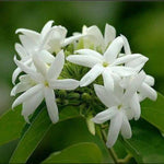 3 Jasmine Plant Indoor Live, Jasmine Flower Plants Live, No Pot, 5 to 7 Inch in Height Starter Plant