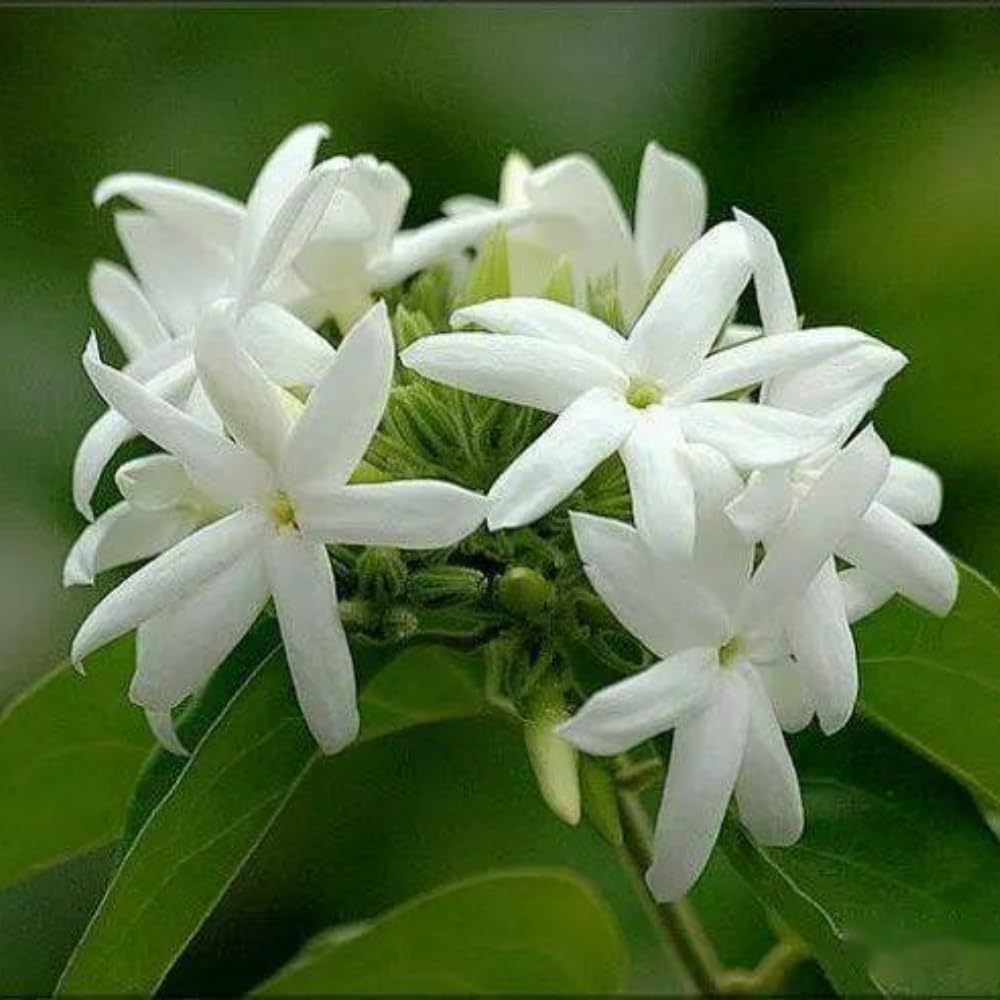 3 Jasmine Plant Indoor Live, Jasmine Flower Plants Live, No Pot, 5 to 7 Inch in Height Starter Plant