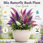 2 Pink Butterfly Bush Plants Live, Vibrant Buddleia Plants 4-7 Inches, Colorful Flowering Shrub for Outdoor Garden