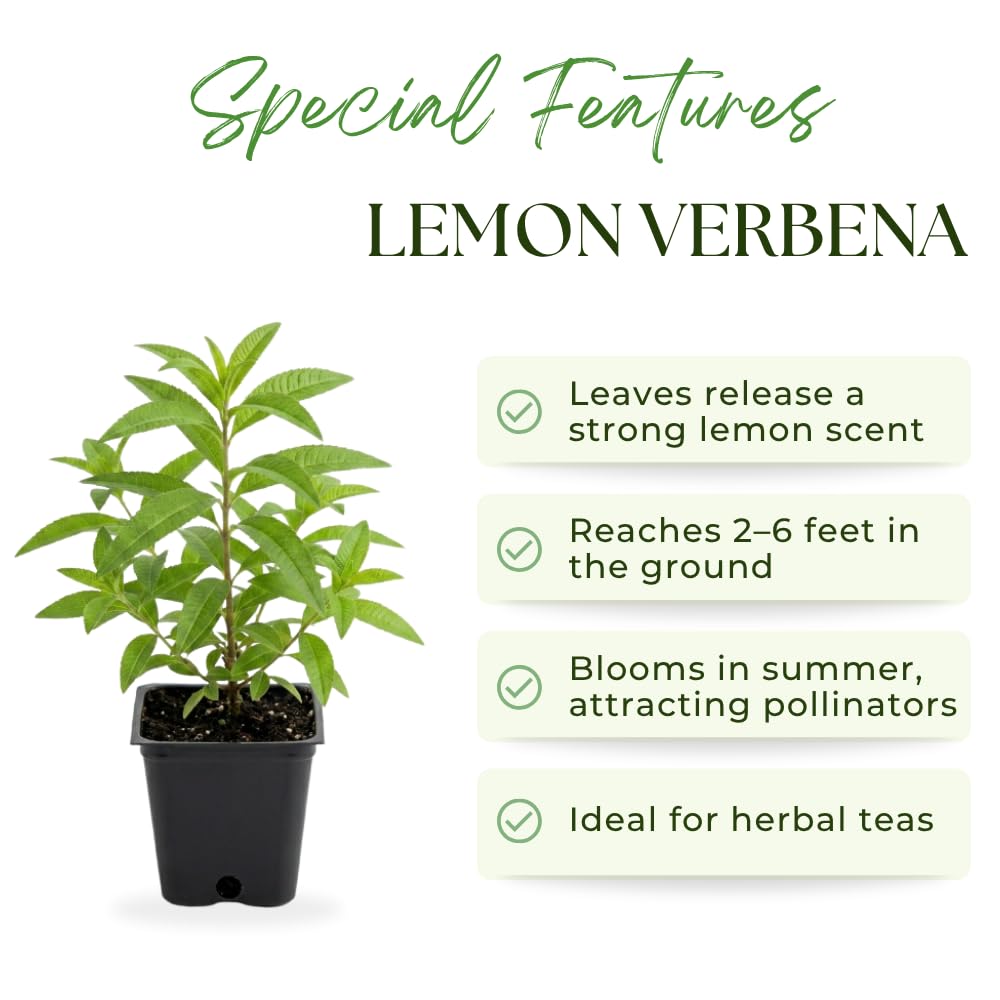 Pack of 2 Lemon Verbena Plants Live, Verbena Plants, 2-5 Inc Tall, Fast Growing Fragrant Herb for Containers and Outdoor Planting