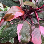 Philodendron Plant Live, Rare Variegated Philodendron Houseplant for Planting, Home Office Decor 4 to 8 Inches (Pink Variegated)