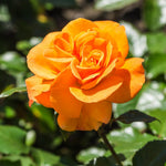 Rose Bush Live Plant, 5-9 Inch Tall, Fragrant Rose Flowers Tree, Well-Rooted Ready to Plant Outdoor Indoor (Orange Rose)