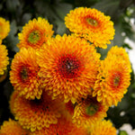 Chrysanthemum Flower Plant, Red Orange Mums Plant Live, 5 to 7 Inc Tall Chrysanthemum Plants Live for Gardening Outdoor Indoor Mum Live Plant