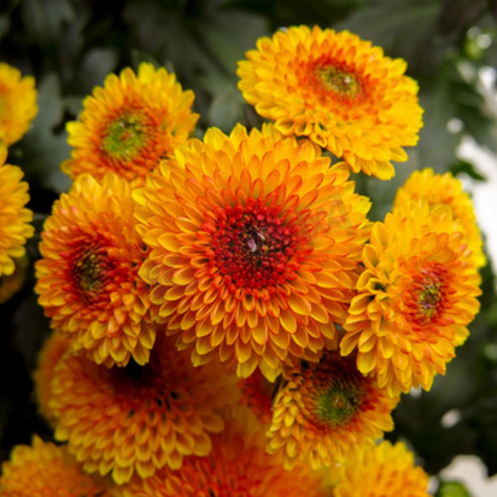 2 Mums Plants Live, Yellow Orange Chrysanthemum Plants Live, 5 to 7 Inc in Height, No Potted, Chrysanthemum Flower Mum Live Plant