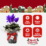 2 Purple Cyclamen Plants Live in 4" Pot, Already Bloom in Vibrant Color, Easy to Care for Indoor or Garden Flowering Houseplant