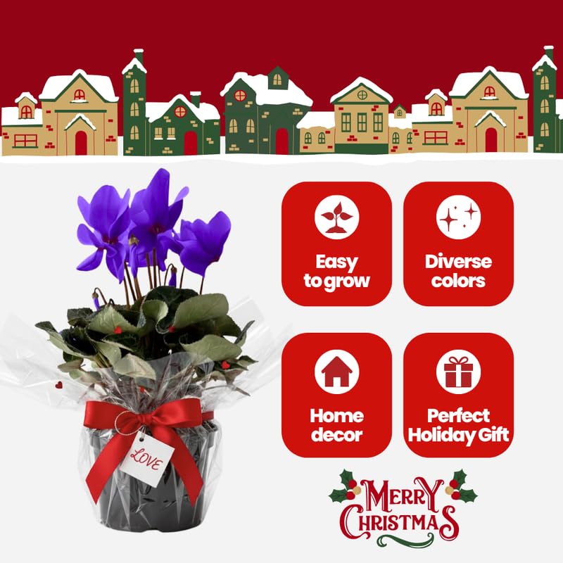2 Purple Cyclamen Plants Live in 4" Pot, Already Bloom in Vibrant Color, Easy to Care for Indoor or Garden Flowering Houseplant