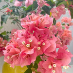 2 Glow Bougainvillea Plants Live, Flowering Bougainvillea Vine for Outdoor Garden or Trellis, 5-9 Inch Tall, Very Hardy