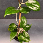 Hoya Quinquenervia Live Plant, Hoya Live Houseplant, Large Leaves, 4-6 inches Tall for Indoor Growing