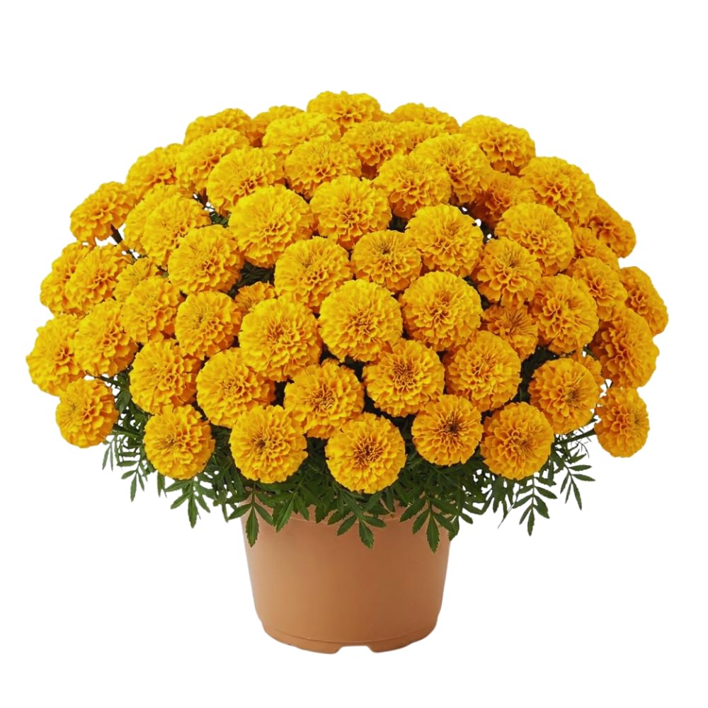 Pack 2 Marigold Live Plants, Yellow Marigold Plants, 4 to 8 Inches in Height, Marigold Flowers Live Plants Well Rooted, Live Marigold Plants