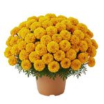 Pack 2 Marigold Live Plants, Yellow Marigold Plants, 4 to 8 Inches in Height, Marigold Flowers Live Plants Well Rooted, Live Marigold Plants