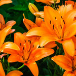 Set 3 Orange Lily Bulbs for Planting, Bright Sunny Blooms, Summer Flowering Perennial Garden Flowers, Lily Bulbs for Containers and Outdoor Garden