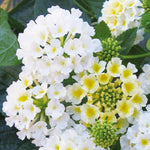 4 Buttercup Lantana Plants Live for Planting Indoor Outdoor, Fragrant Lantana Live Plant, White Lantana Flowers Perennial