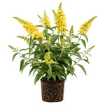 2 Yellow Butterfly Bush Plants Live, Vibrant Buddleia Plants 4-7 Inches, Colorful Flowering Shrub for Outdoor Garden
