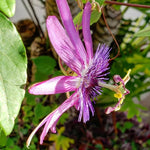 Pack 2 Passion Flower Plants Live, Passiflora Vine Well-Rooted, 5-7 Inch Tall Climbing Vine for Garden Trellises and Fences, No Pot (Lavender Passion Flower)