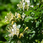 Pack 6 Cuttings White Yellow Honeysuckle Plant, 8-10" Unrooted Cutting, Flower Honeysuckle Vine Plant Cutting for Planting Outdoor Garden