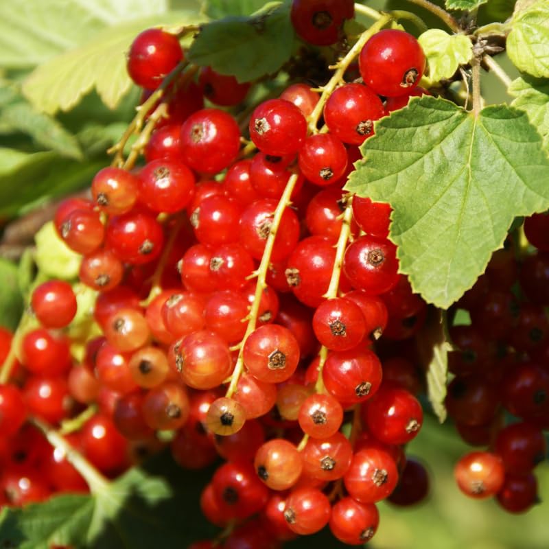 Currant Tree Live Plant for Growing, 1 Year Old, Currant Berries Fruit Tree, Currant Plant Live for Planting Your Garden, Currant Bush Live (Red Currant)