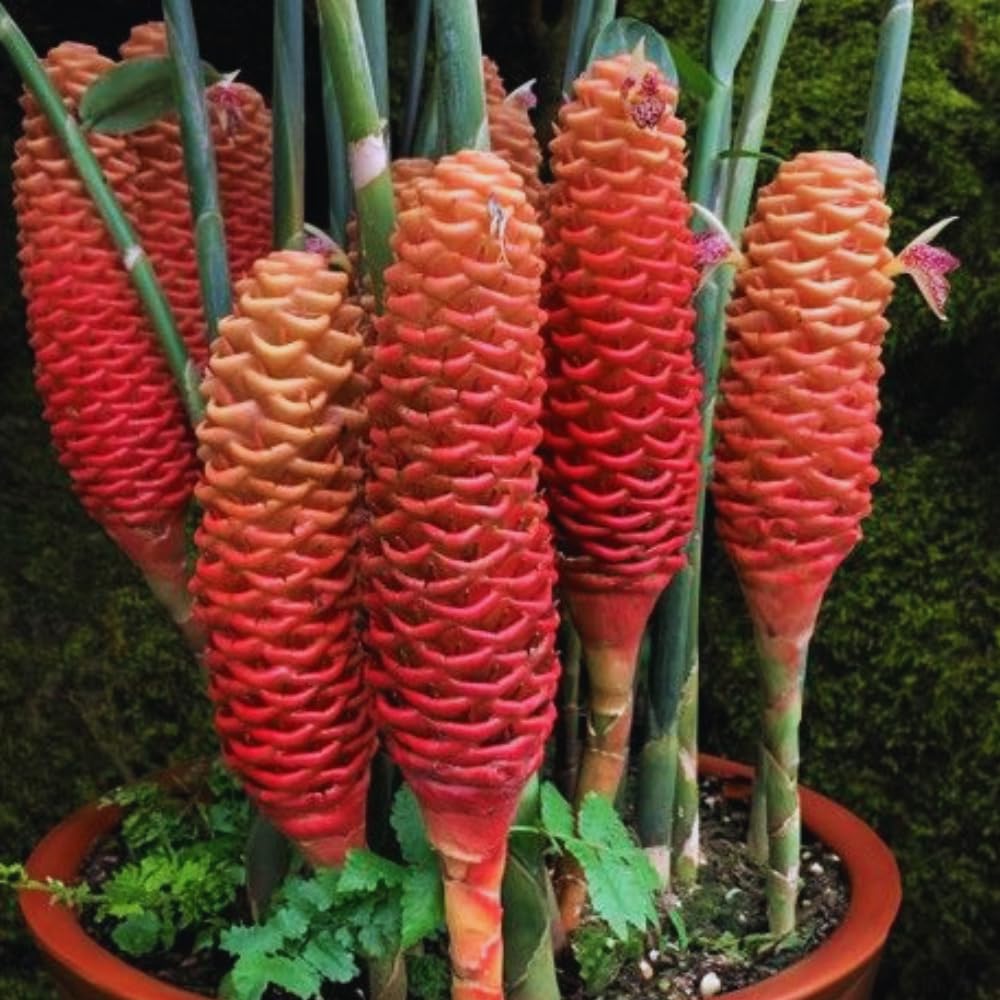 10 Shampoo Ginger Rhizomes for Planting, Zingiber Zerumbet Roots, Awapuhi Ginger Shampoo Plant Roots