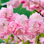 Flowering Almond Shrubs Trees Live Plants in Pot, Well-Rooted Fragrant Flowering Plum Bushes, 8-12 Inches Tall, Ornamental Tree for Outdoor Planting