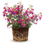 2 Fuchsia Live Plants, 5-9 Inches Tall, Trailing Flowering Fuchsia Plants Live Indoor Outdoor, Pink Purple Blooms