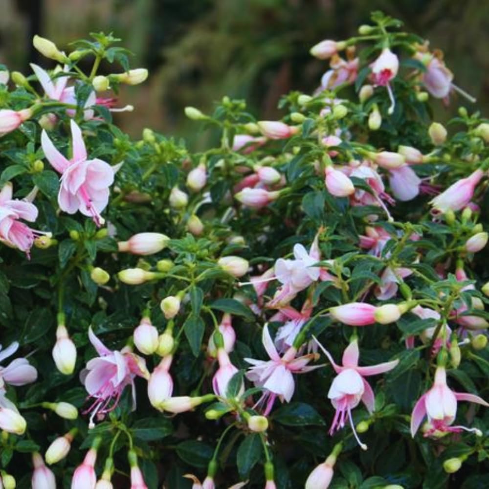 4 Pink Fuchsia Plants Live, Fuchsia Flower Plant, 4 to 7 Inches Tall, 4 Inc Pot, Growing Indoor Outdoor