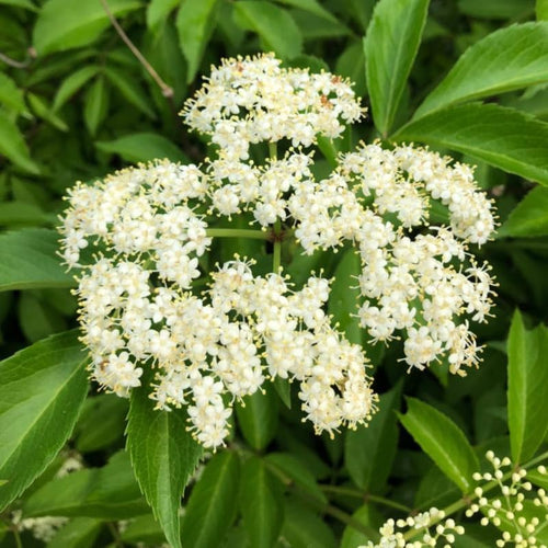 2 Black Elderberry Plants Live for Planting, American Elderberry Bush Live Plants 6 to 12 Inch Tall, Sweet Elderberry Tree Live Plant