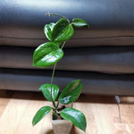 Hoya Plants Live Houseplants, Hoya Quinquenervia Plant, 5 to 7 Inches Tall, Well Rooted Plants, Indoor Growing