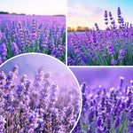 2 Live Spanish Lavender Plants for Outside Planting, Perennial Lavandula Plants Live Fragrant Flowers, Well-Rooted 5-8" for Spring Bloom