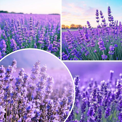2 Live Spanish Lavender Plants for Outside Planting, Perennial Lavandula Plants Live Fragrant Flowers, Well-Rooted 5-8" for Spring Bloom