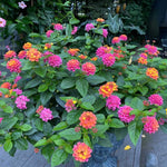 2 Rose Lantana Plants Live, Colorful Perennial, Long-Blooming and Very Hardy, Size 5 to 12 Inches in Tall, Well-Rooted, Outdoor Planting