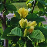 Magnolia Tree Live Plant, Yellow Magnolia Plant Live, 5 to 7 Inches, Tropical Shrub Plants