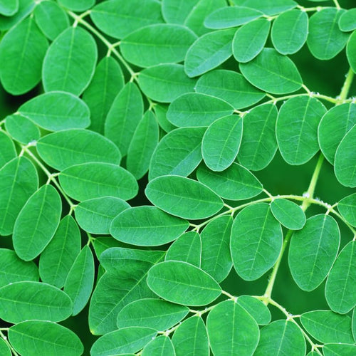 2 Dwaft Moringa Trees Plants Live, Moringa Plants Live for Growing Indoor Outdoor, 6 to 8 Inc Tall