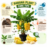 Basjoo Banana Tree Live Plant, Edible Fruit, 4-6" Tall