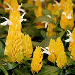 2 Golden Shrimp Plants Live, Yellow Shrimp Plants, 4 to 6 Inches in Height, Live Shrimp Plant Indoor, Shrimp Live Plant for Garden