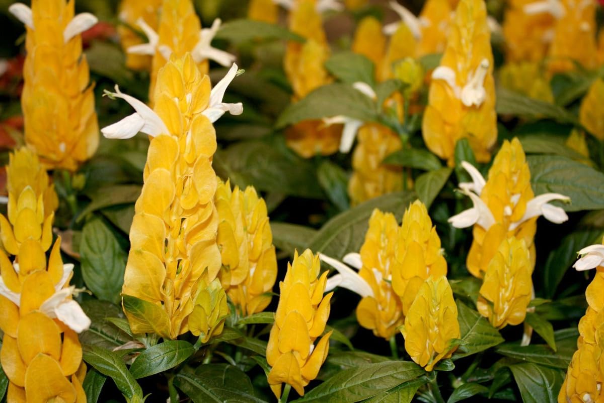 2 Golden Shrimp Plants Live, Yellow Shrimp Plants, 4 to 6 Inches in Height, Live Shrimp Plant Indoor, Shrimp Live Plant for Garden