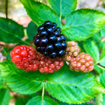 2 Thornless BlackBerry Plants Live for Planting, BlackBerry Bushes Live Plants 5 to 8 Inc Tall, Blackberries Fruit (Navaho BlackBerry)