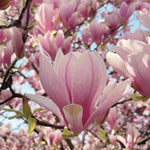 Saucer Magnolia Tree in Gallon Pot, Live Flowering Magnolia Tree, Hardy Ornamental Shade Trees with Fragrant Blooms