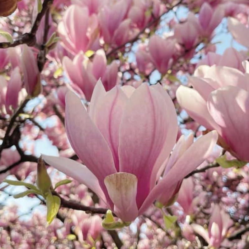 Saucer Magnolia Tree in Gallon Pot, Live Flowering Magnolia Tree, Hardy Ornamental Shade Trees with Fragrant Blooms