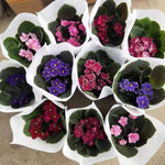 African Violet Live Plant in 4" Pot, Random African Violets Plants Houseplant Well-Rooted, Indoor Outdoor Blooming, Holiday Flower Bush