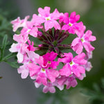 Verbena Plants Live, Verbena Plant from 4-8 Inches Tall, Long Blooming Outdoor Flower Plant for Garden Beds, Hanging Baskets and Containers (Pink)
