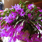 Christmas Cactus Plant Live, Starter Holiday Thanksgiving Cactus Plant for Indoor Outdoor Houseplants, Fasle Easter Cactus Plants Like, Cold Hardy, 5-9" in Tall (Purple)
